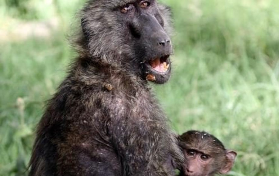 baboons