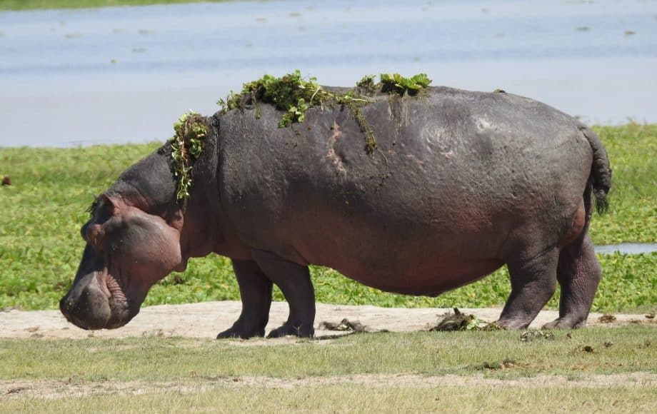 a hippo with grass on its back