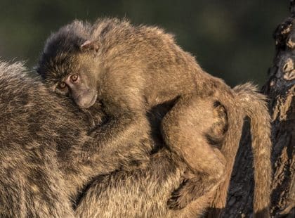 a baboon on the back of another baboon