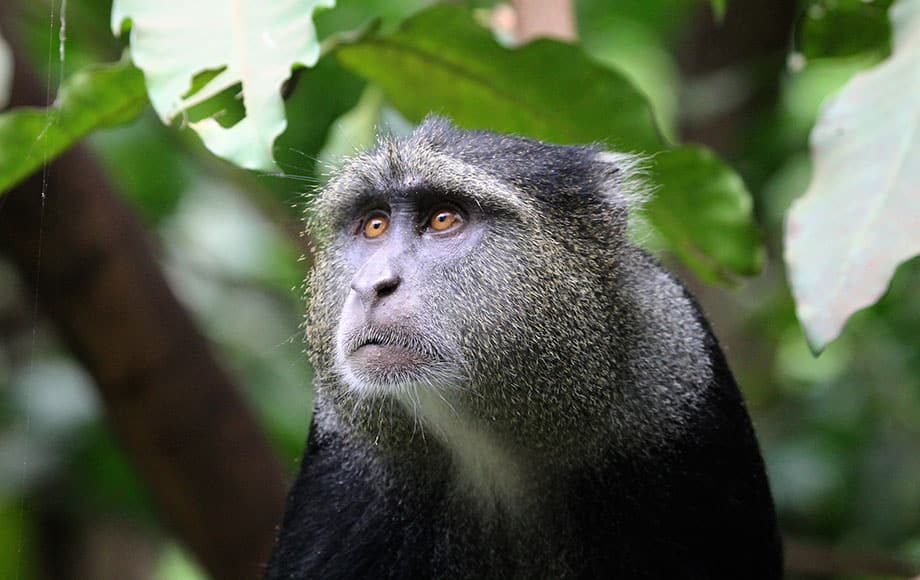 a monkey glaring at something