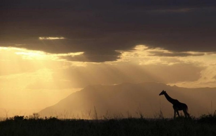 the dark figure of a giraffe with the sun peeking through