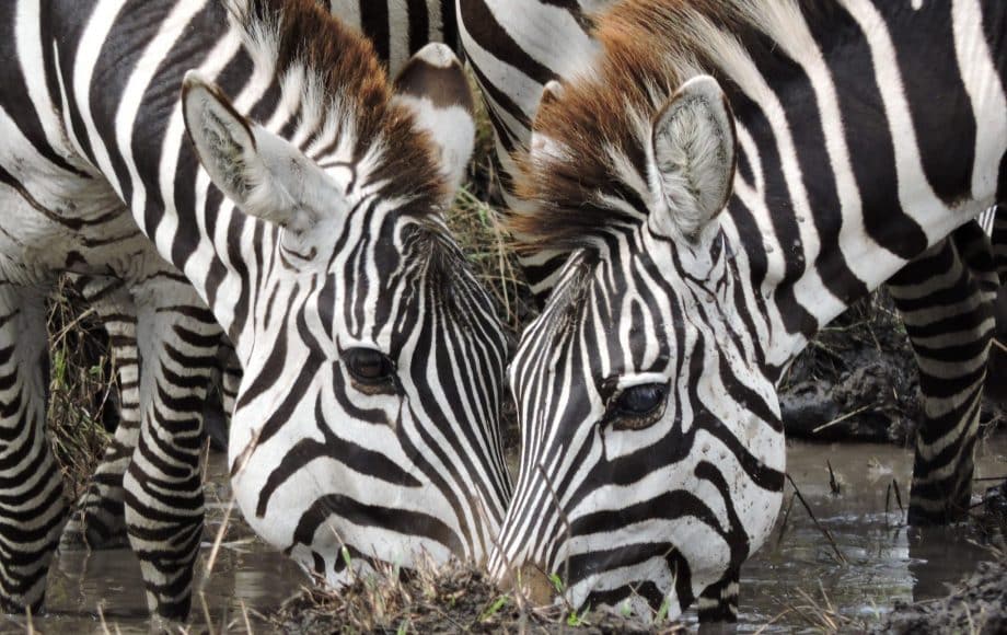 two zebras eating