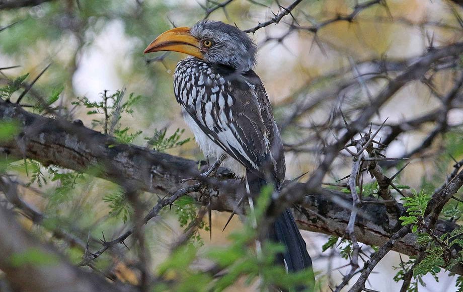 A yellow-billed hornbill in Sabi Sands, South Africa.