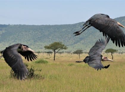 A group of bird flying over an open field.