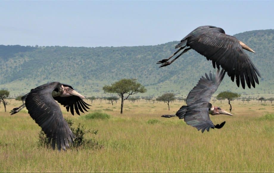 A group of bird flying over an open field.