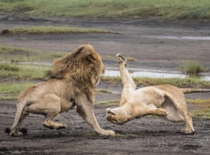 two lions fighting