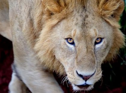 Lion captured at Local Maasai compound