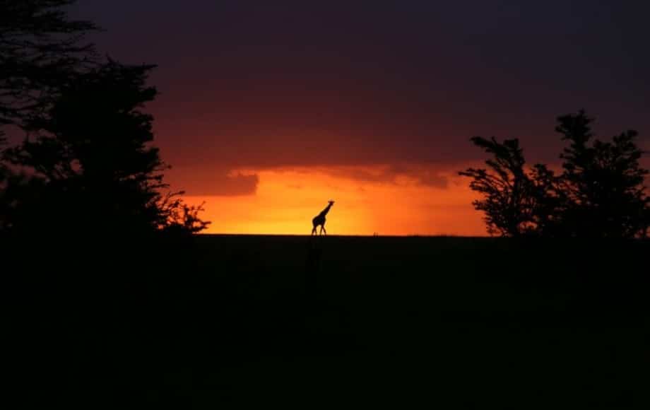 a giraffe at sunset