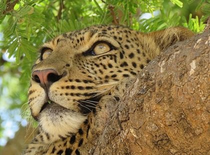 a leopard resting