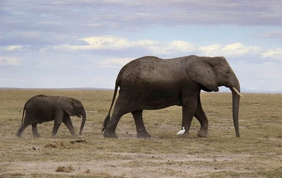 two elephants walking