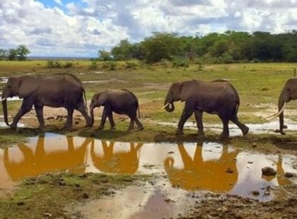 Elephant walk in Amboseli