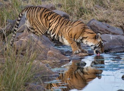 Tiger drinking water at Ranthambore National Park