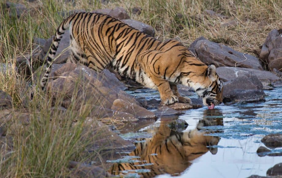 Tiger drinking water at Ranthambore National Park