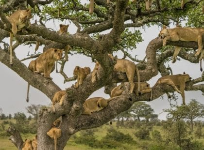 lions in a tree relaxing