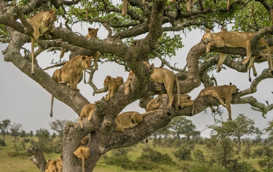 lions in a tree relaxing
