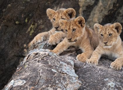 A group of cubs sitting on a rock.