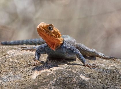 A Agama lizard sitting on a rock.