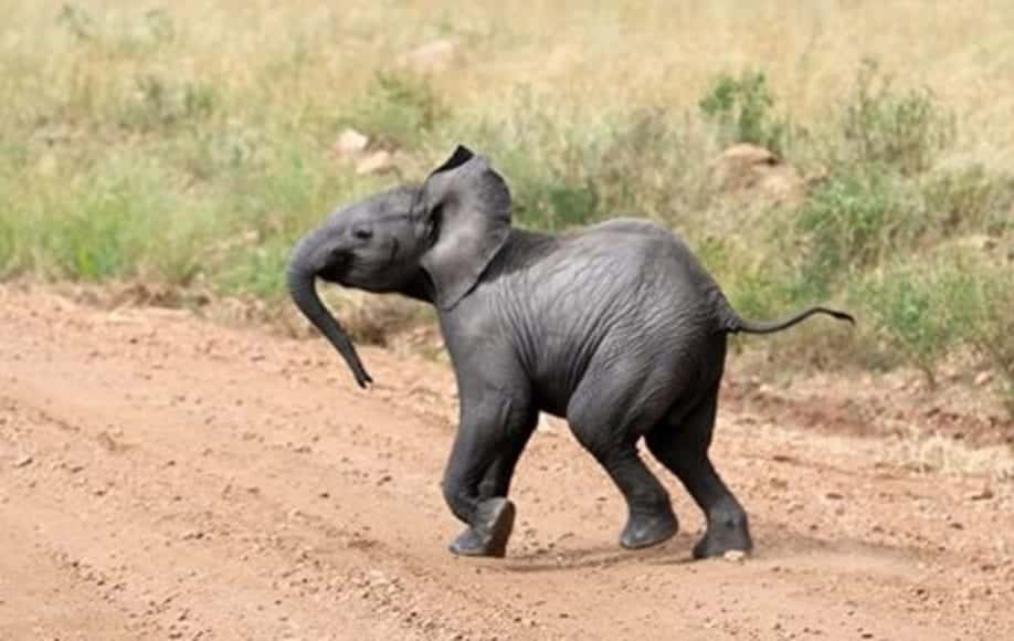 Baby elephant makes a break