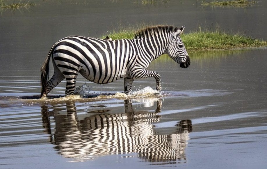 a zebra wading through water