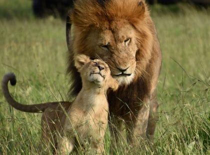 A lion cuddling his cub