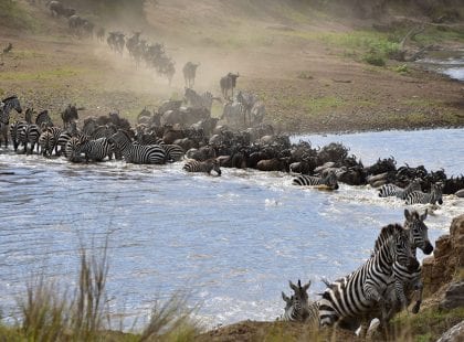 a row of elephants in water