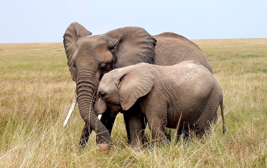 a mother and baby elephant