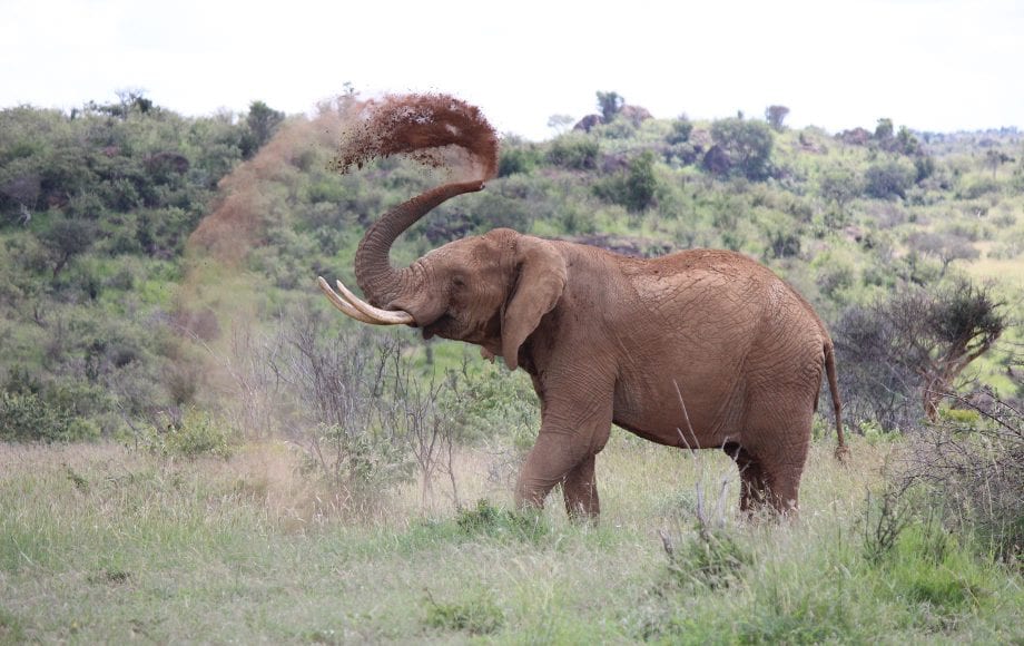 Elephants - Spraying herself with the dirt ise