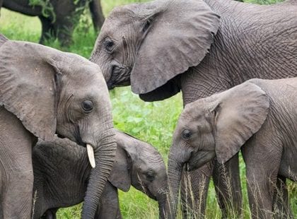 A family of elephants