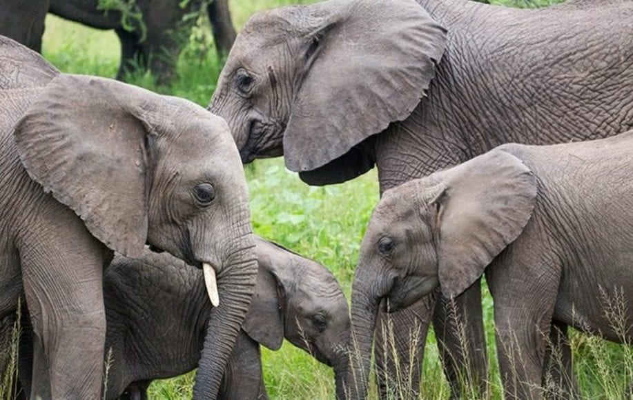 A family of elephants