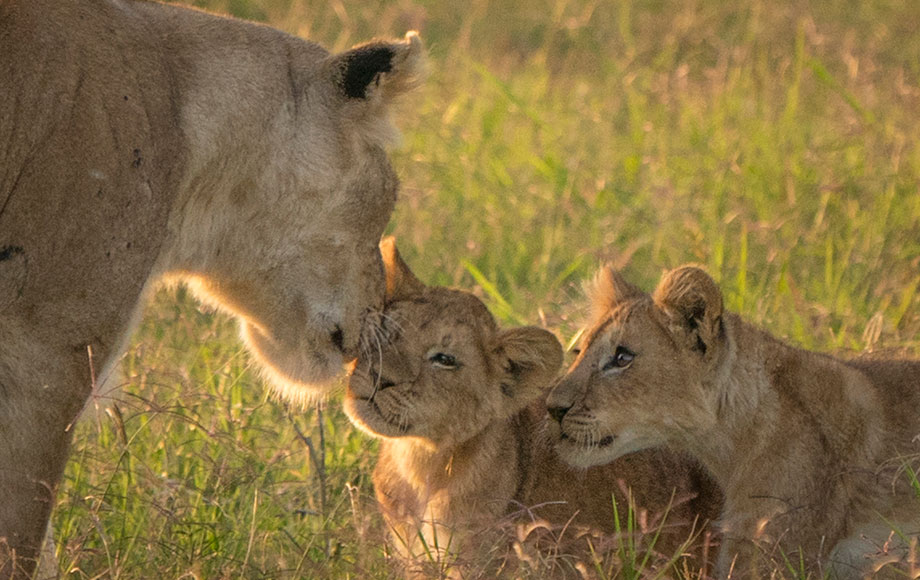 seven lion cubs in the Masai Mara