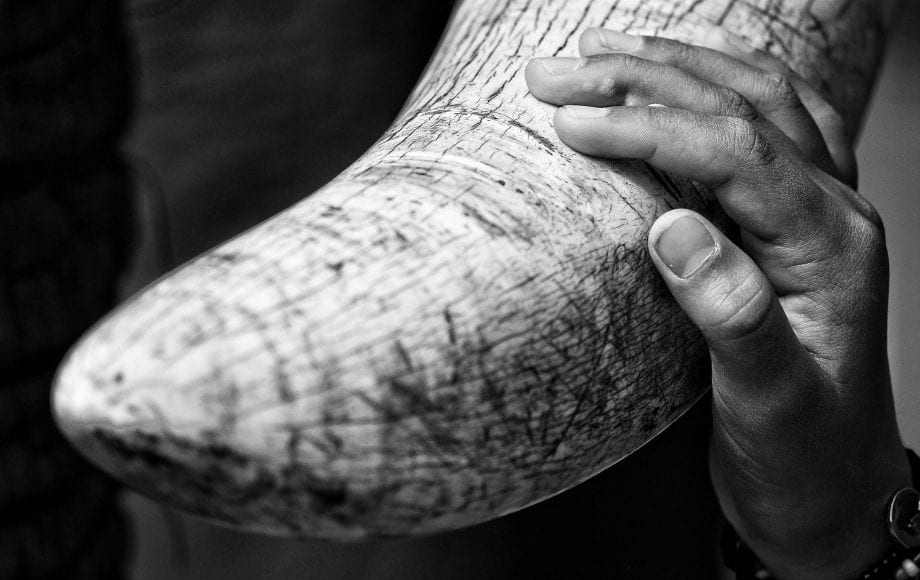 a hand touching an elephant tusk