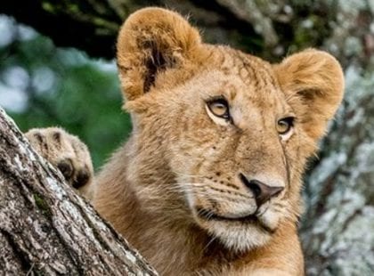 a lion watching something from a tree