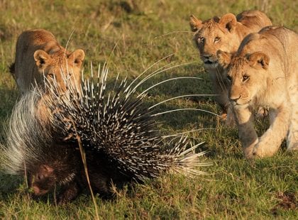 lion cubs surrounding a porcupine