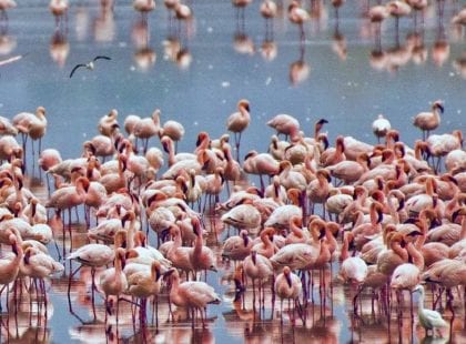 a group of flamingos in water