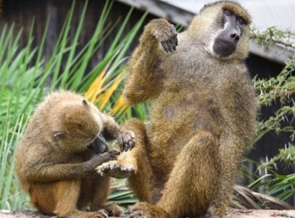 a baboon giving another baboon a pedicure