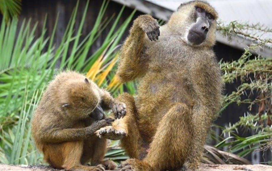 a baboon giving another baboon a pedicure