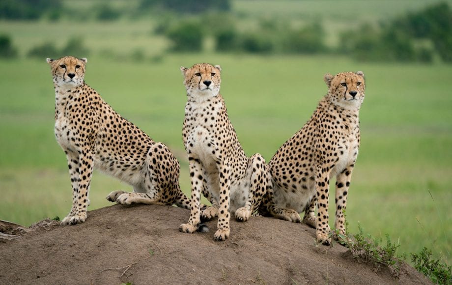 Masai Mara - mother cheetah with her two sons