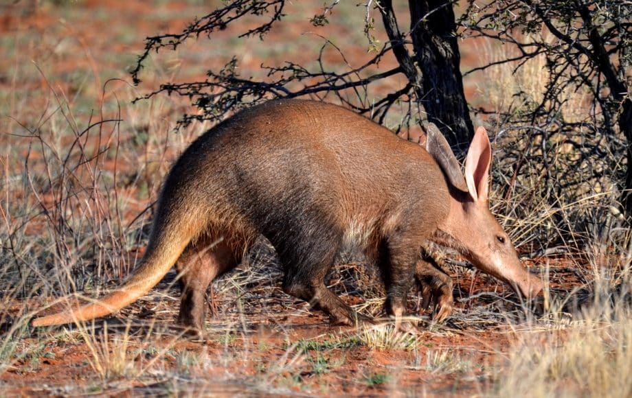 an aardvark