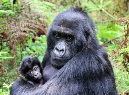 a mother gorilla and her baby
