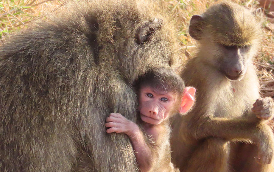 a baboon holding a baby