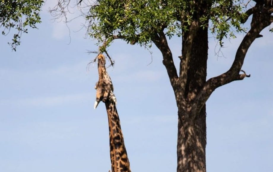 A giraffe eating from a tree
