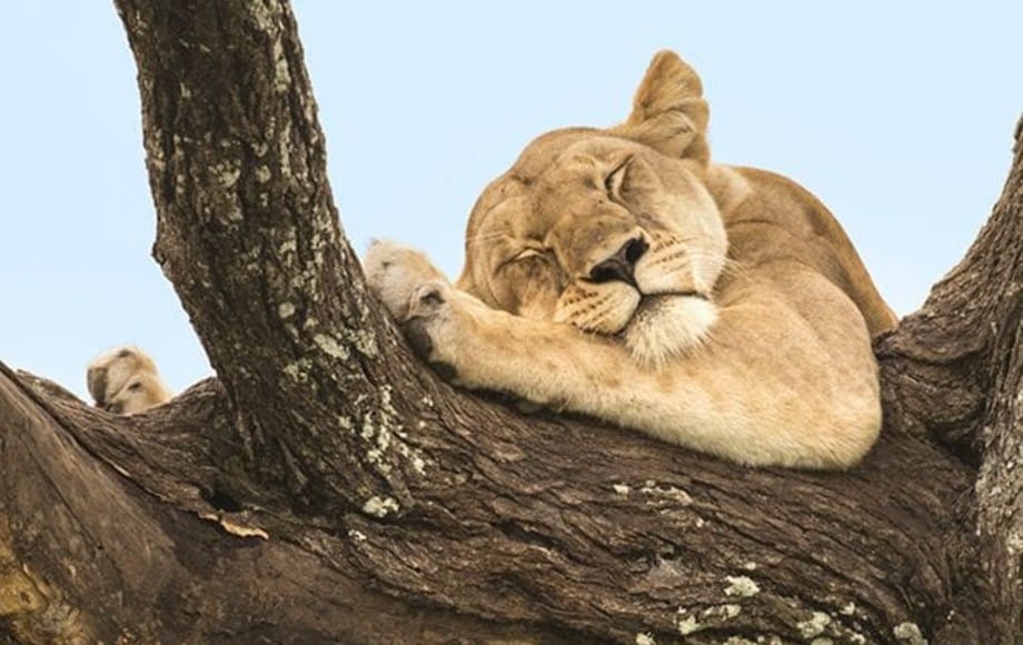 a lion cub sleeping