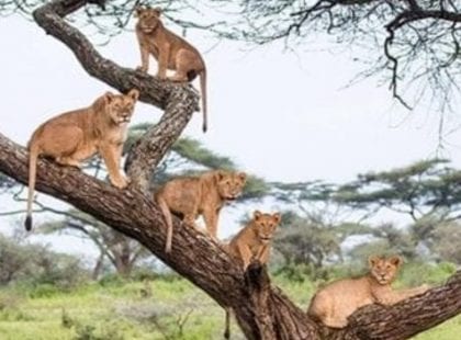 Lion Tree