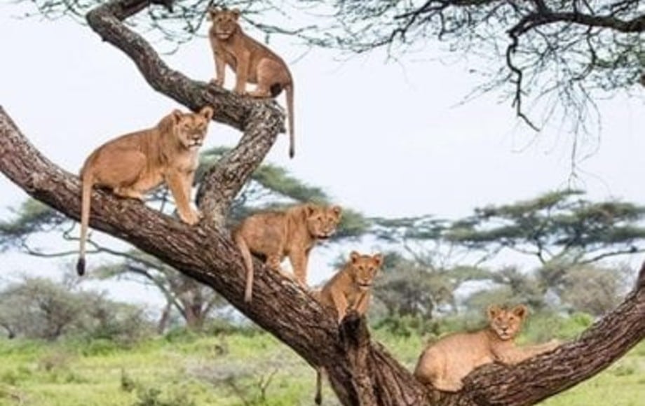Lion Tree