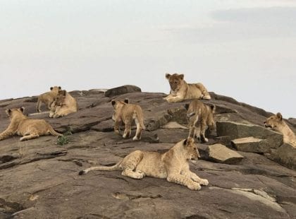 a group of lions on rocks