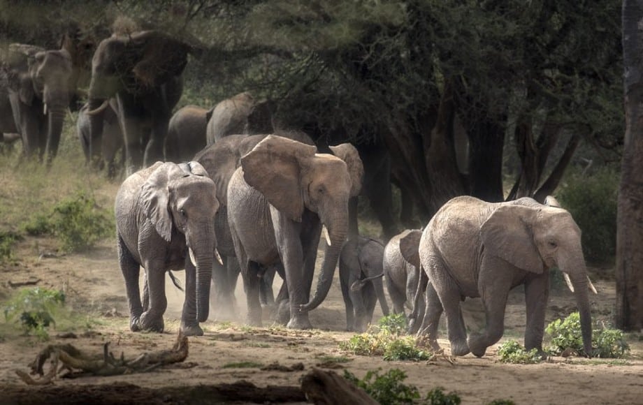 a group of elephants walking