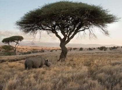 a rhino near a tree