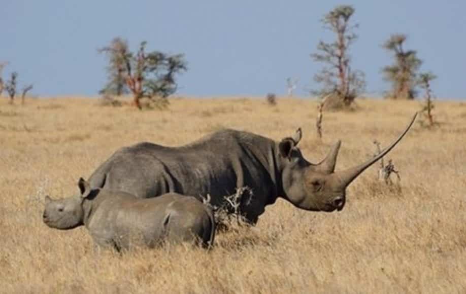 Mother and baby rhino in Lewa Wildlife Conservancy