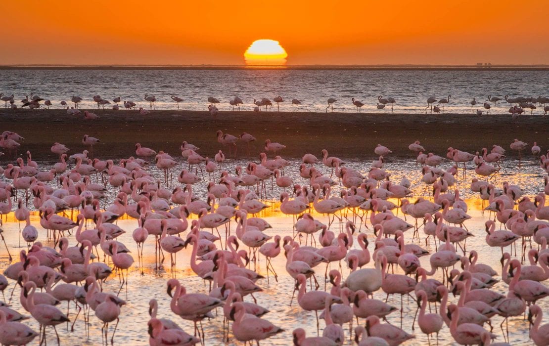 Flamingos at Swakopmund