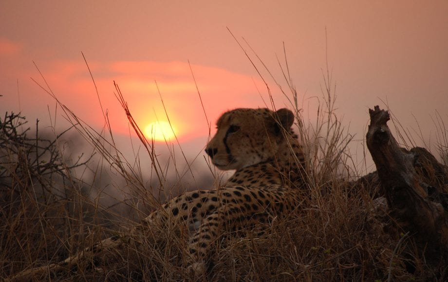 A cheetah in Sabi Sands with the sun setting in the background.